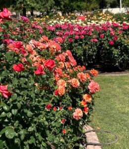 MCC rose garden picture