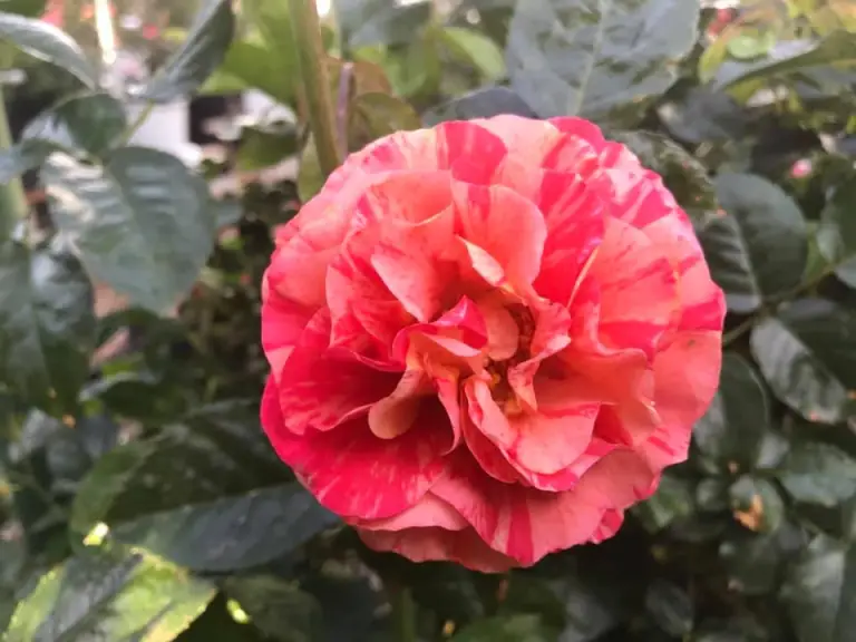 Frida Kahlo Arizona grown rose by Gerry Mahoney