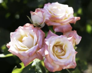 Gemini rose picture
