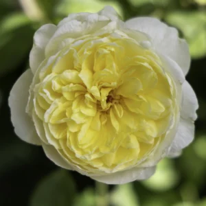 Poet’s Wife (AUSwhirl) Arizona grown rose picture