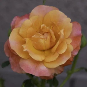 Rosie The Riveter (WEKzazou) rose picture