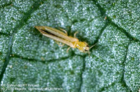 Photo by Jack Kelly Clark, UC IPM Program, "Western Flower Thrip - Frankliniella occidentalis" UC Statewide IPM Project, © 2000 Regents, University of California