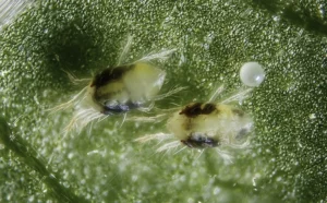 Spider Mites are a Summer Rose Pest