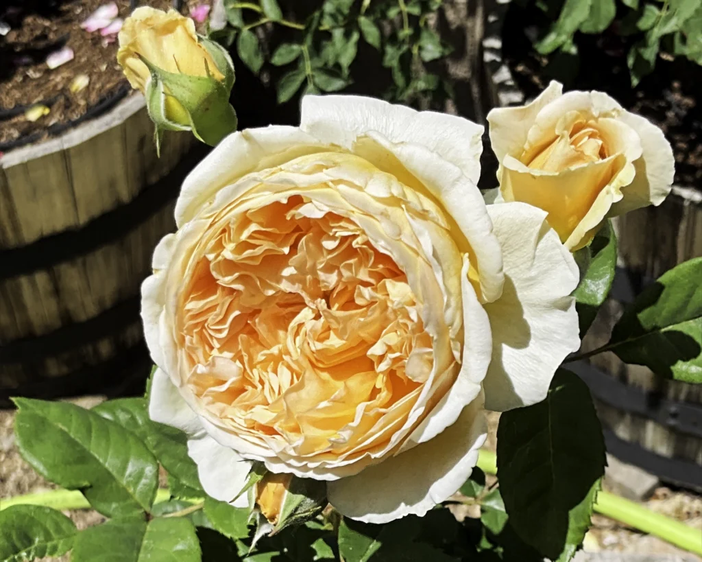 Crown Princess Margareta Rose