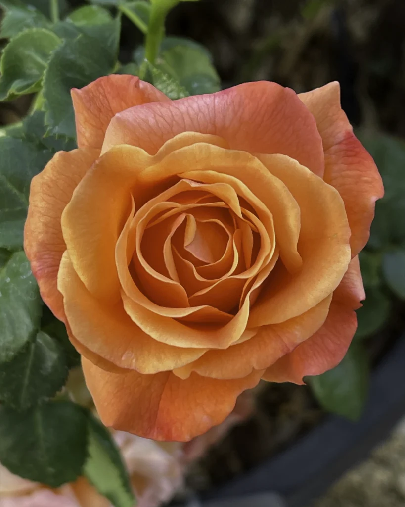 Pumpkin Patch Rose