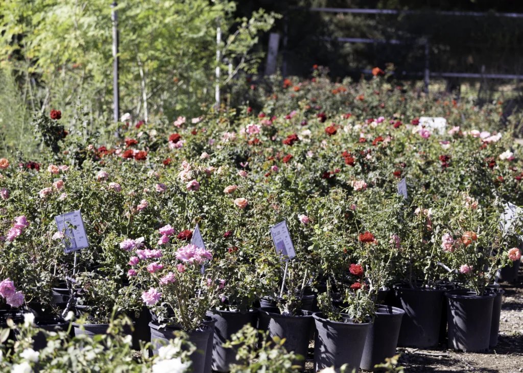 Roses waiting to be purchased at Marbil Nursery Creations.