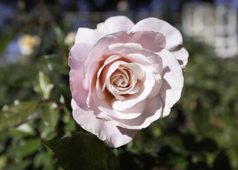 Our Lady of Guadalupe rose