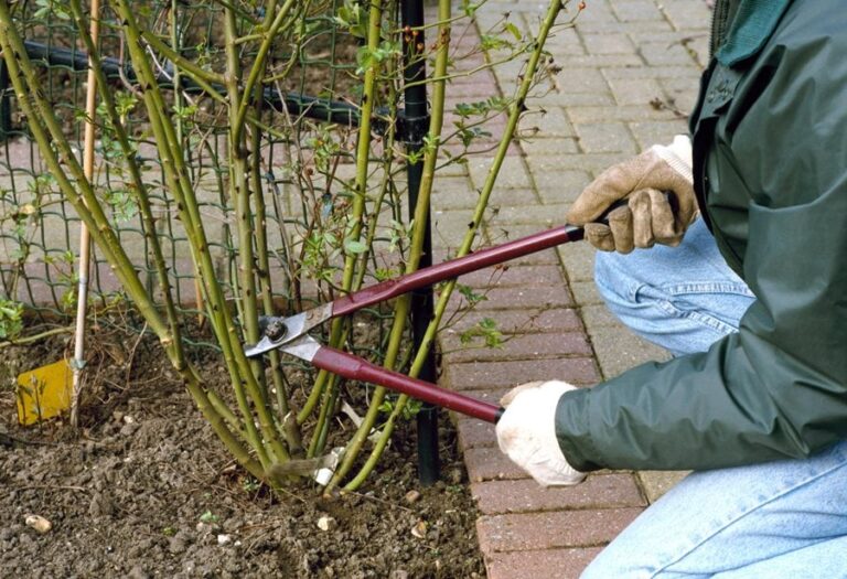 Annual pruning is designed to provide us with better spring blooms.