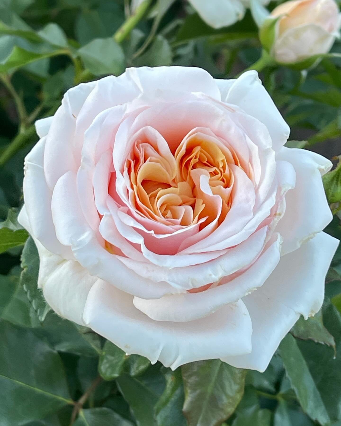 Janet Montag rose