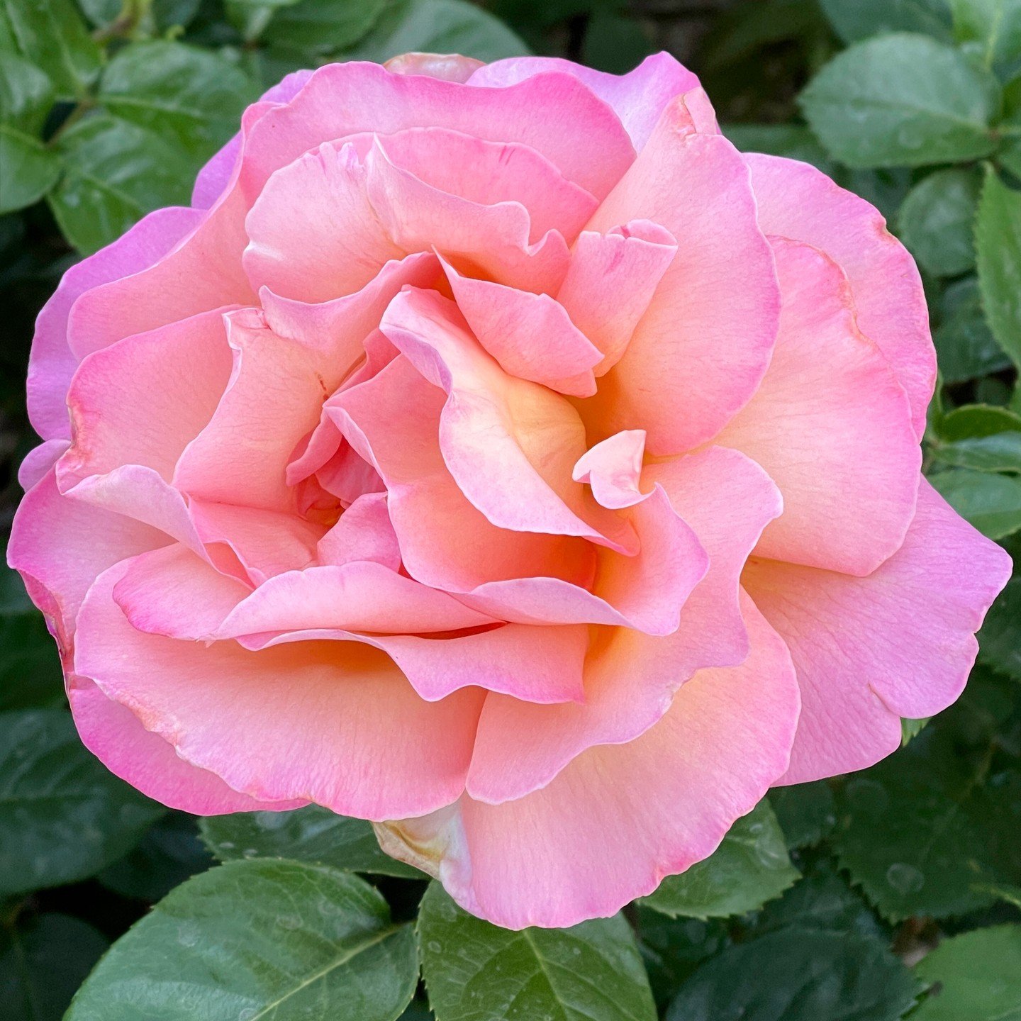 Queen Elizabeth rose