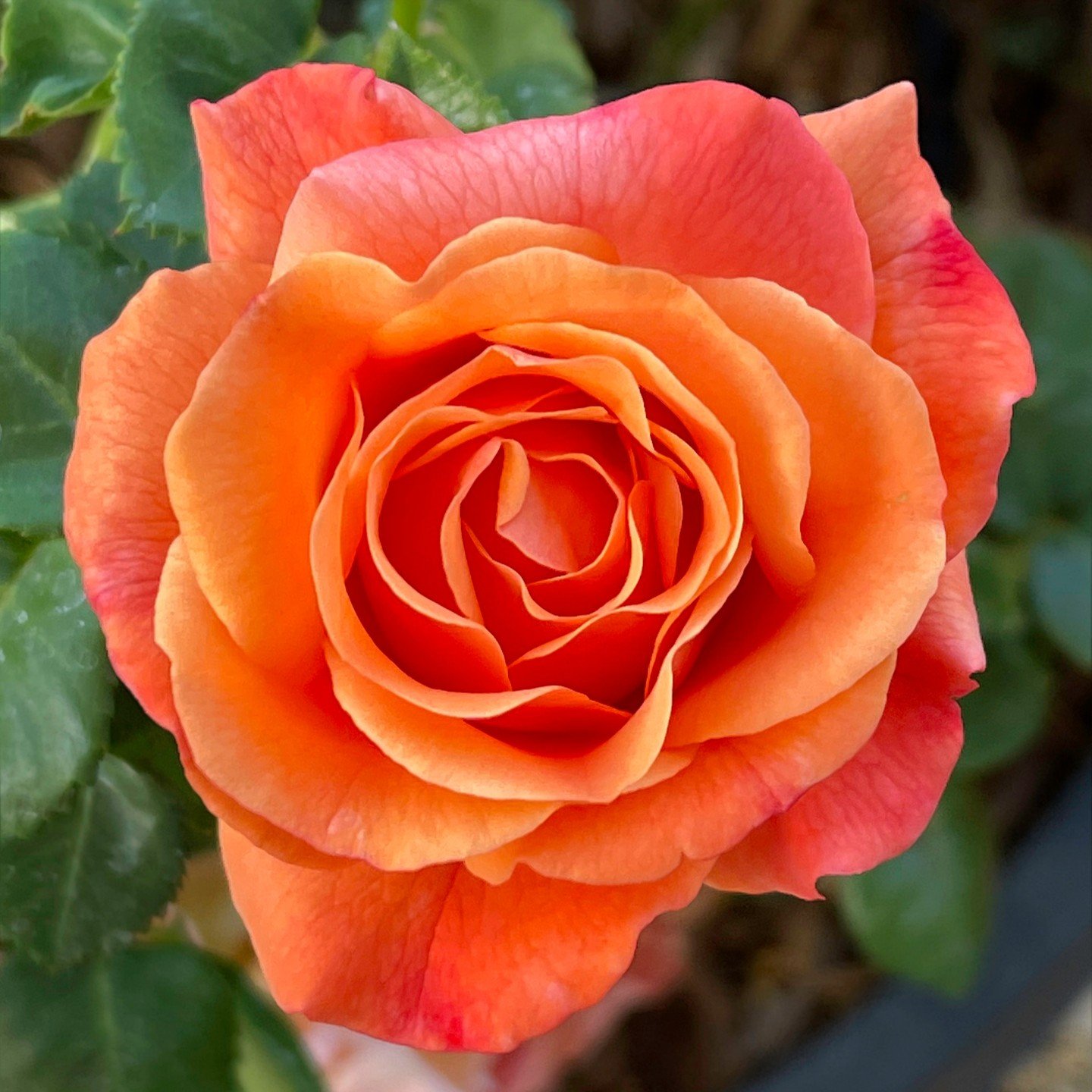 Pumpkin Patch rose