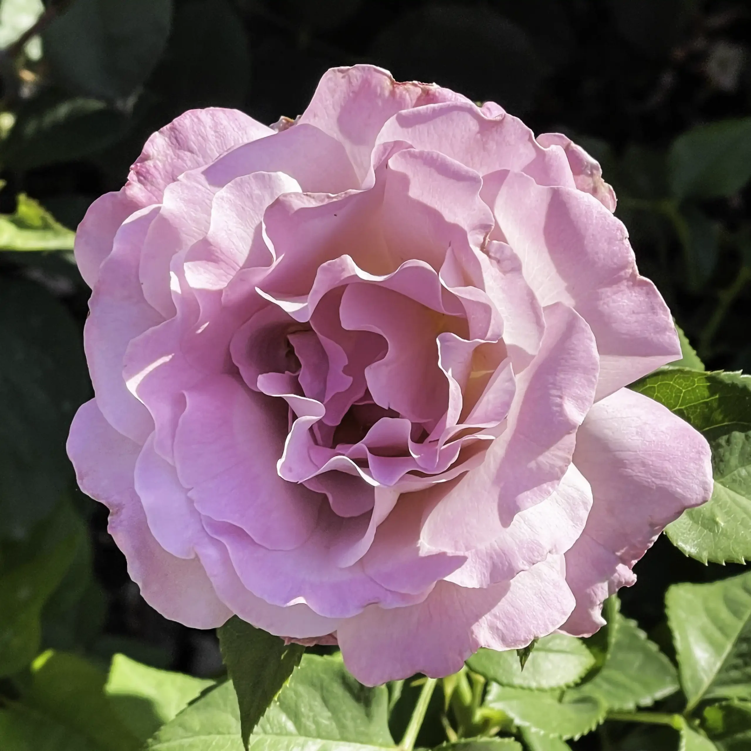 Blushing Lavender rose