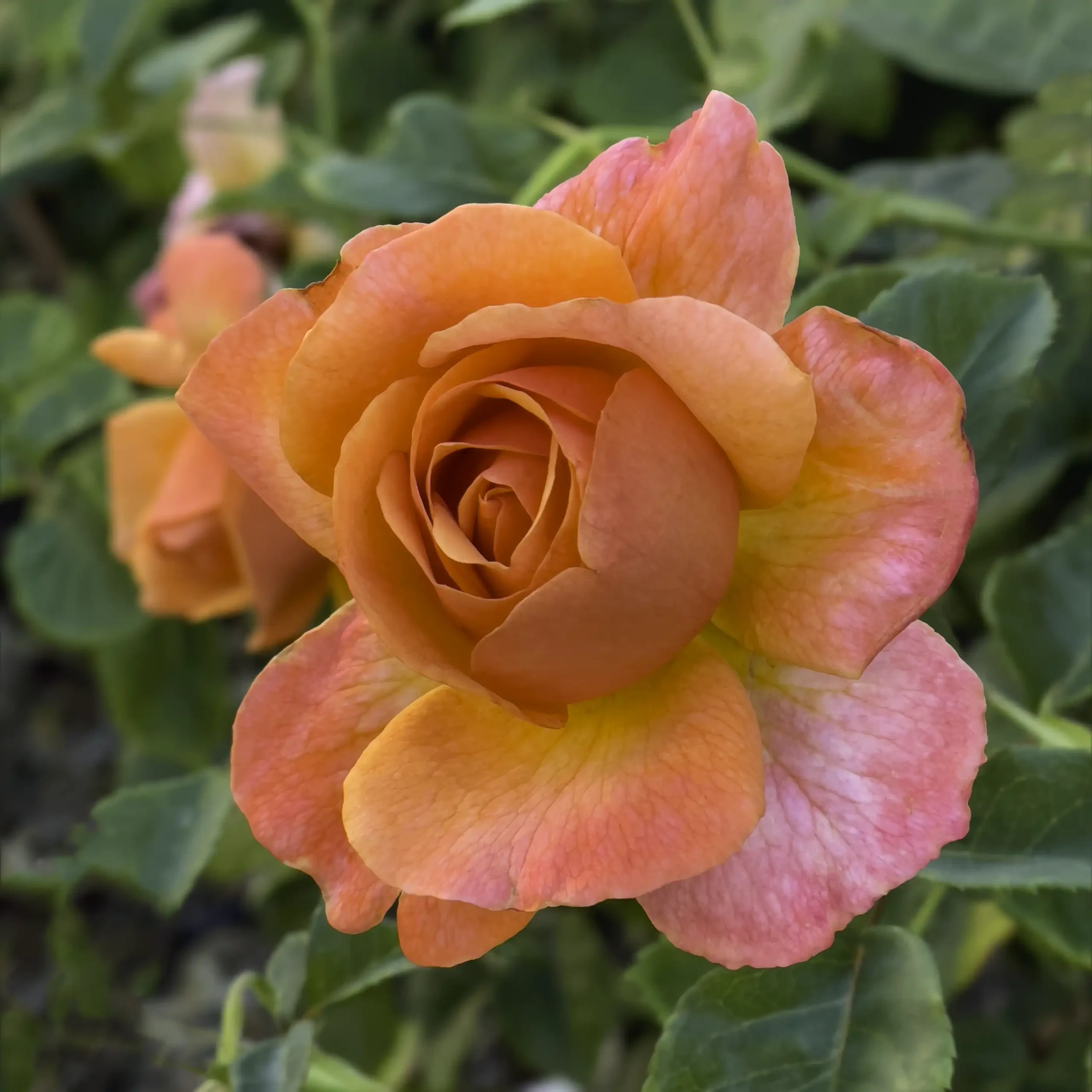Easy Does It rose.