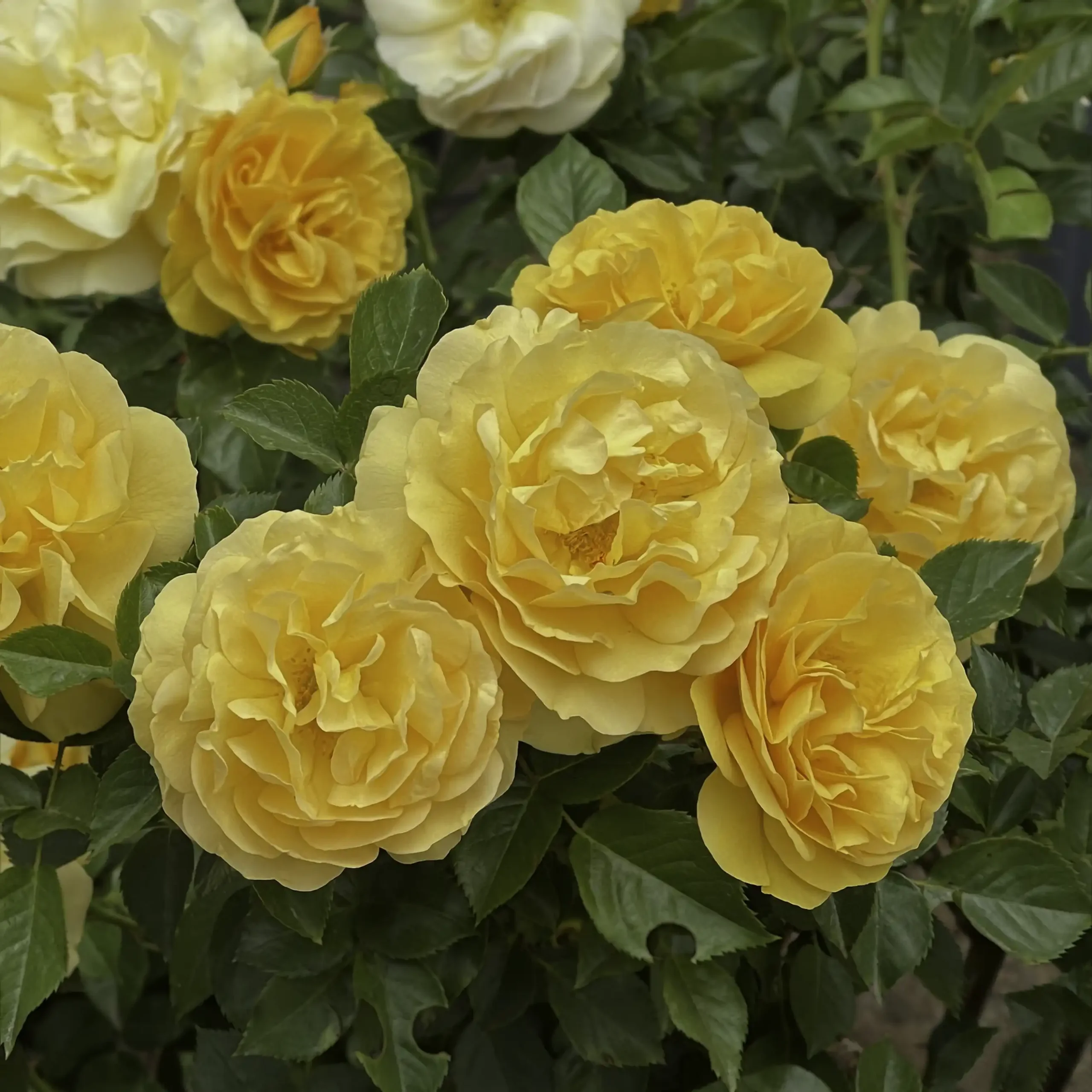 Julia Child rose