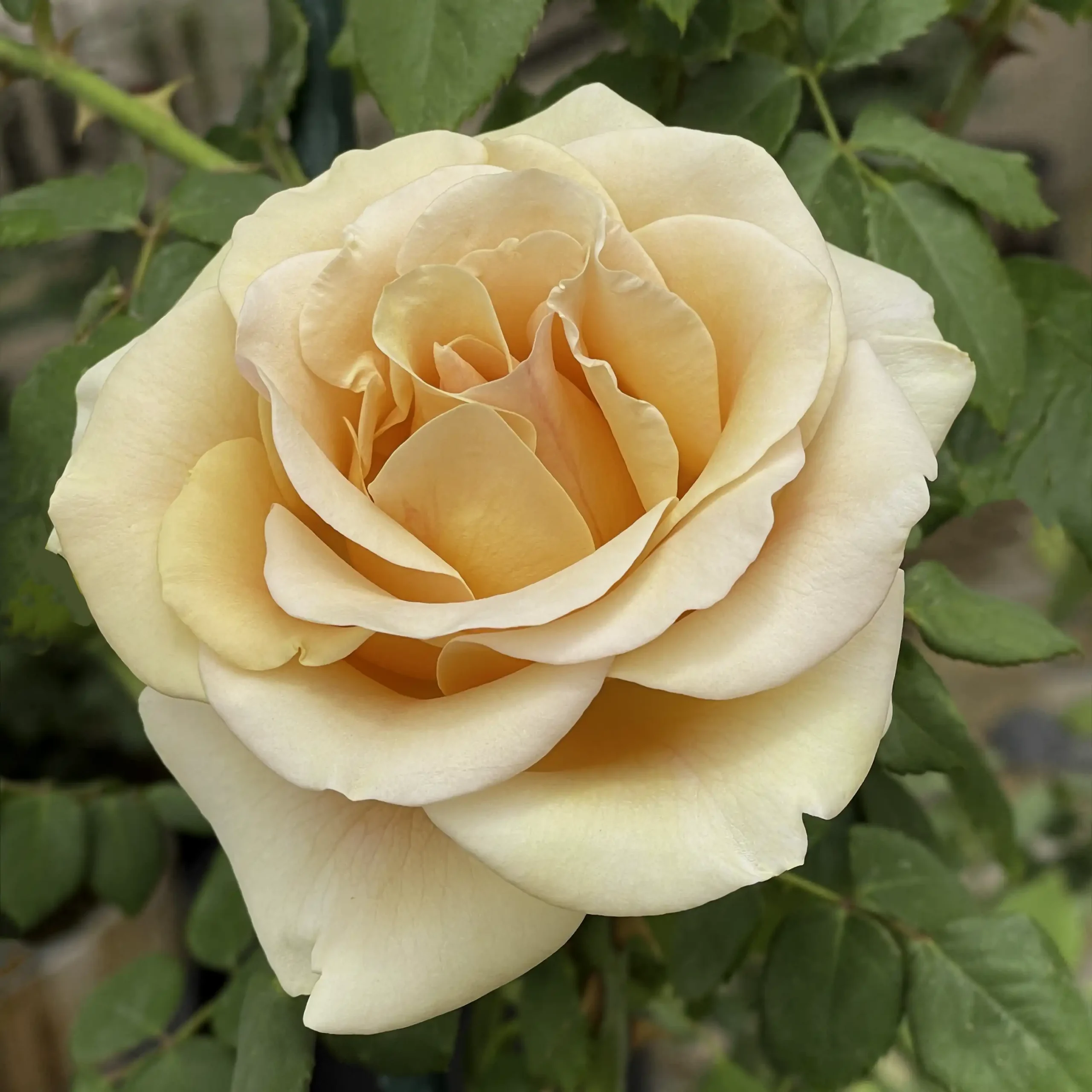 Marilyn Monroe rose