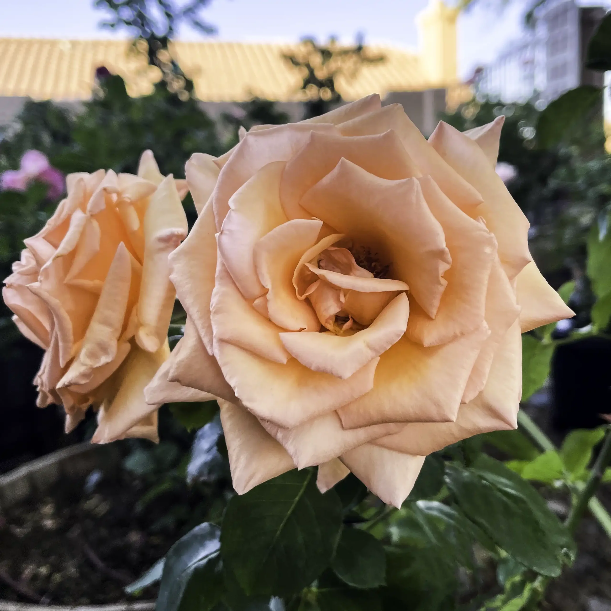 Over The Moon™ rose