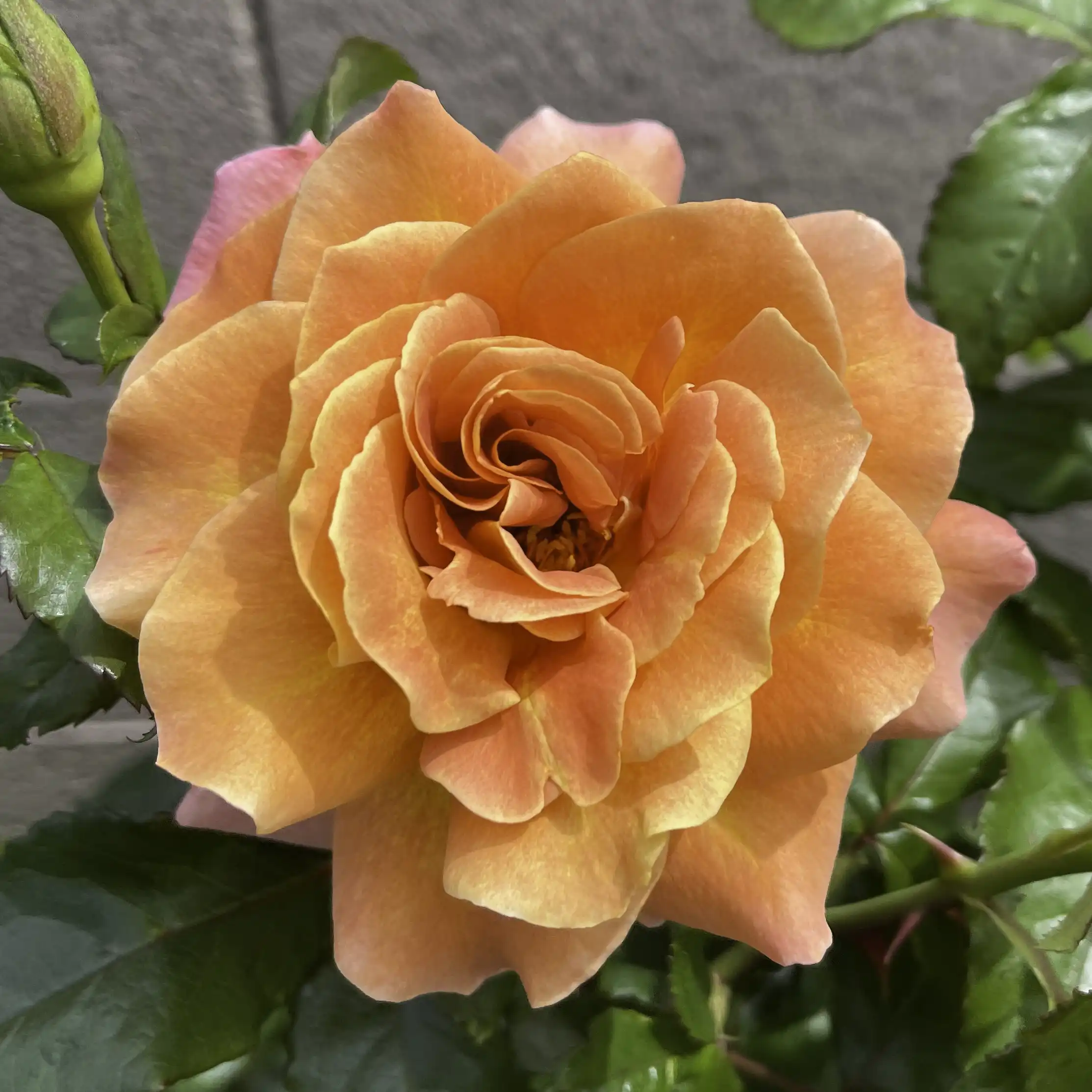 Rosie The Riveter rose