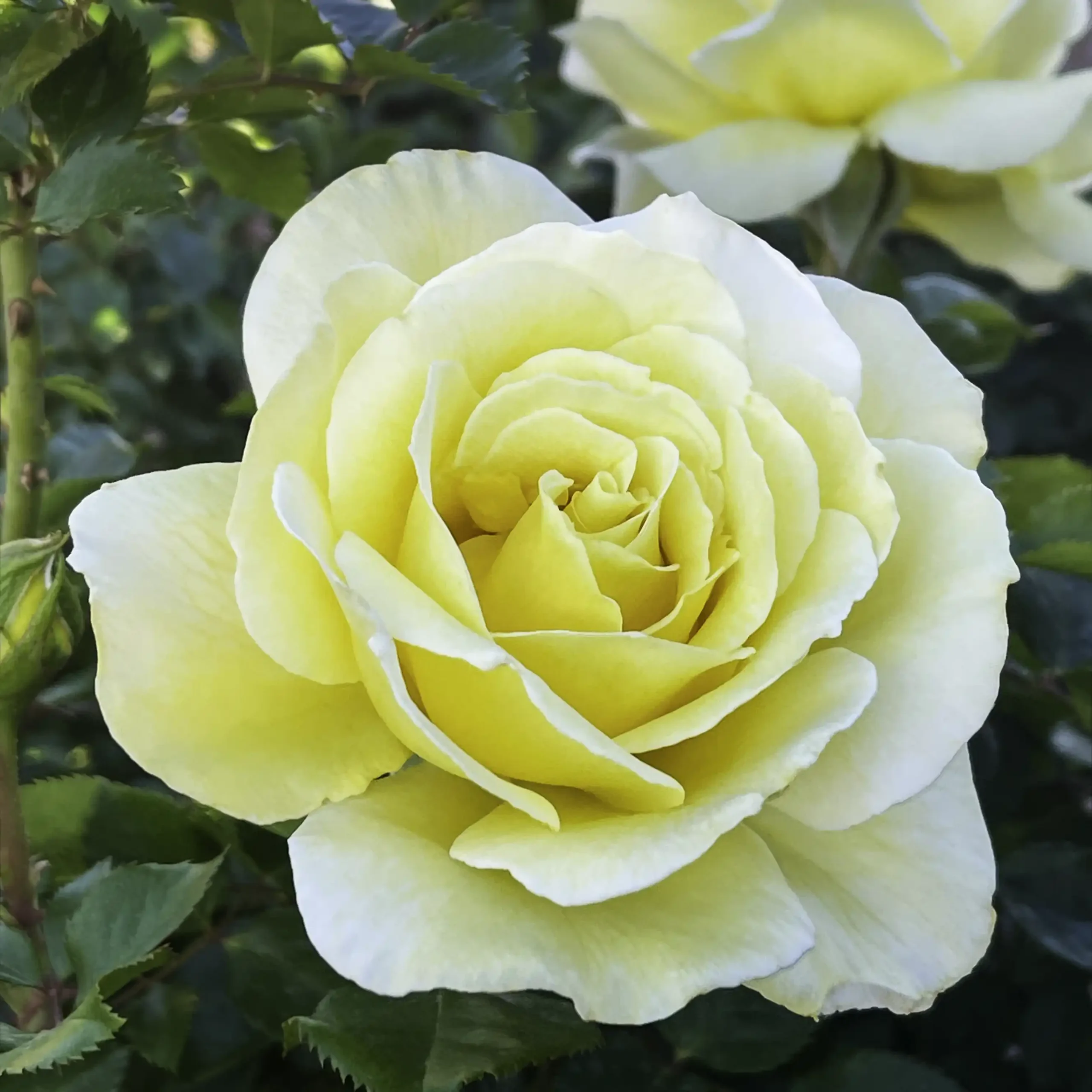 White Licorice rose